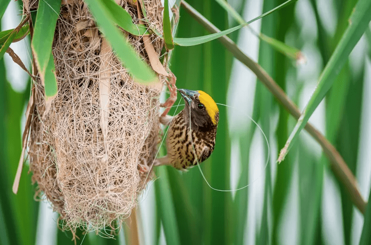 Homes for animals - birds nest - credit Boonchai Wedmakawand and Getty Images