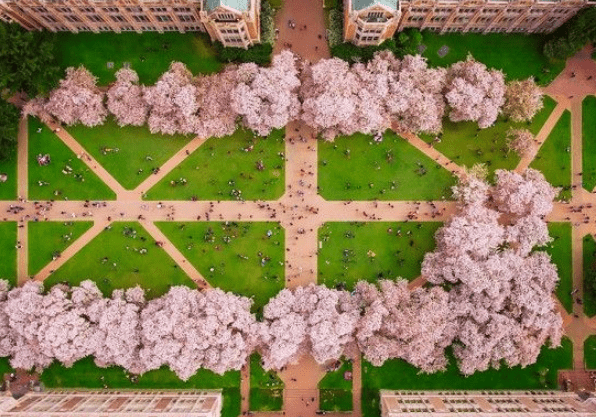 Aerial view of a symmetrical park with blooming pink trees lining pathways, reminiscent of the enchanting UW Campus Tour: Cherry Blossoms. People are scattered across the green grass, while surrounding buildings elegantly frame the scene.