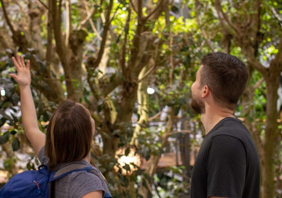 Two people stand in a lush, indoor garden, a highlight of the Seattle Architecture Foundation Programs. One gestures upwards towards the trees, while both look in that direction. The setting is vibrant and green.