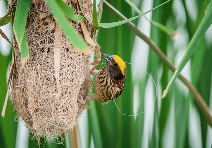 Homes for animals - birds nest - credit Boonchai Wedmakawand and Getty Images